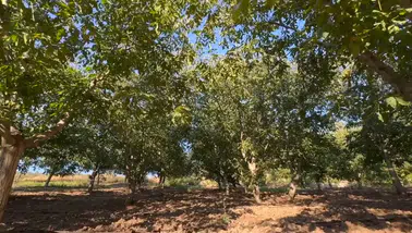 Çorum'da zirai donun zarar verdiği cevizde bu yıl beklenti düşük