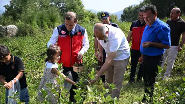 Andırın’da tarlalar aronya için bereketlendi! Üreticinin yeni umudu