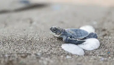 Deniz kaplumbağası yavruları mavi sularla buluşuyor
