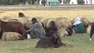 Yayladaki üç aylık mesainin ardından köye dönüş başladı