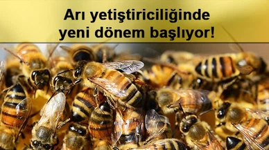 Arı yetiştiriciliğinde yeni dönem başlıyor!