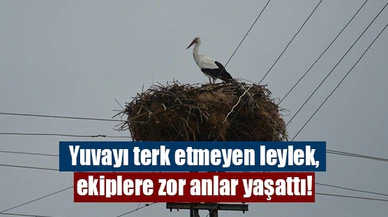 Yuvayı terk etmeyen leylek, ekiplere zor anlar yaşattı!