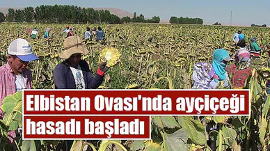Elbistan Ovası'nda ayçiçeği hasadı başladı
