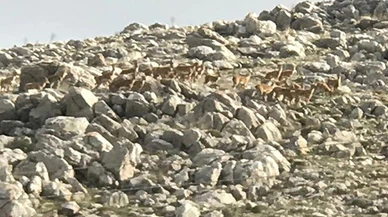 Kahramanmaraş’ta dağ keçileri görüntülendi!