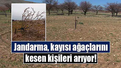 Jandarma, kayısı ağaçlarını kesen kişileri arıyor!
