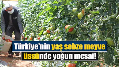 Türkiye'nin yaş sebze meyve üssünde yoğun mesai!