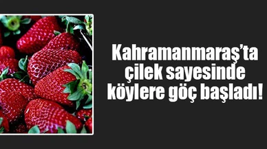 Kahramanmaraş’ta çilek sayesinde köylere göç başladı!