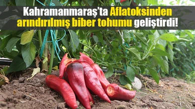 Kahramanmaraş’ta Aflatoksinden arındırılmış biber tohumu geliştirdi!