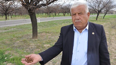 Elbistan'da kayısı üreticilerinin zararı 200 Milyon lira!