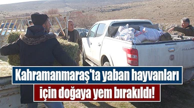 Kahramanmaraş'ta yaban hayvanları için doğaya yem bırakıldı!