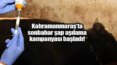 Kahramanmaraş’ta sonbahar şap aşılama kampanyası başladı!