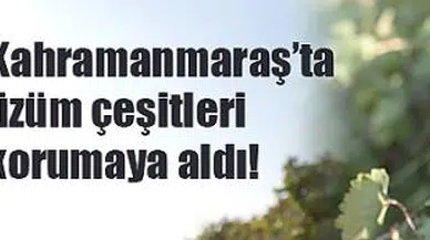 Kahramanmaraş’ta üzüm çeşitleri korumaya aldı