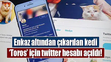 Enkaz altından çıkarılan kedi ‘Toros’ için twitter hesabı açıldı!