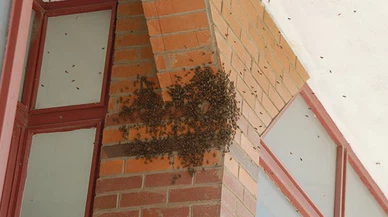 Kahramanmaraş’ta kovandan kaçan arılar apartmanda oğul verdi!