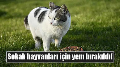 Sokak hayvanları için yem bırakıldı!