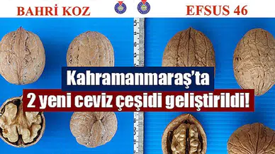 Kahramanmaraş’ta 2 yeni ceviz çeşidi geliştirildi!