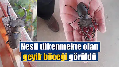 Nesli tükenmekte olan geyik böceği görüldü