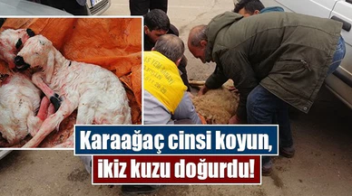 Karaağaç cinsi koyun, ikiz kuzu doğurdu!
