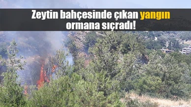 Zeytin bahçesinde çıkan yangın ormana sıçradı!