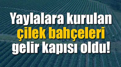 Yaylalara kurulan çilek bahçeleri gelir kapısı oldu