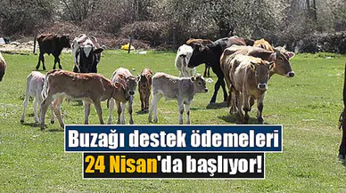 Buzağı destek ödemeleri 24 Nisan'da başlıyor!