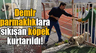Demir parmaklıklara sıkışan köpek kurtarıldı!