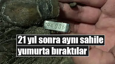 21 yıl sonra aynı sahile yumurta bıraktılar