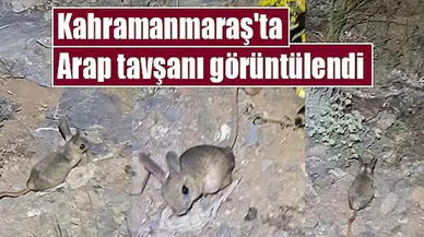 Kahramanmaraş'ta Arap tavşanı görüntülendi