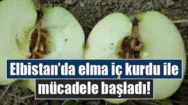 Elbistan’da elma iç kurdu ile mücadele başladı