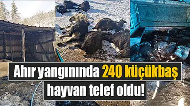 Ahır yangınında 240 küçükbaş hayvan telef oldu!