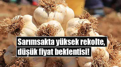 Sarımsakta yüksek rekolte, düşük fiyat beklentisi