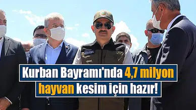 Kurban Bayramı'nda 4,7 milyon hayvan kesim için hazır