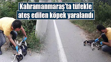 Kahramanmaraş'ta tüfekle ateş edilen köpek yaralandı