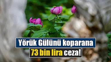 Yörük Gülünü koparana 73 bin lira ceza