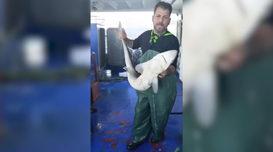 Balıkçıların ağına camgöz köpek balığı takıldı