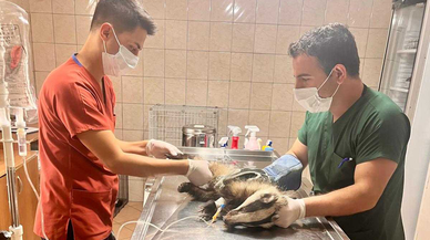 Bir evin bahçesinde bulundu, tedavi altına alındı