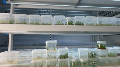 Bitki kök hücresinden kırışıklık giderici krem geliştirildi