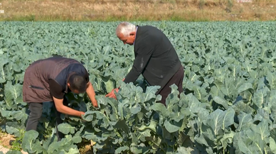 Çiftçiler ekim yağmurlarıyla rahat bir nefes aldı