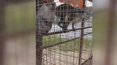 Denizli'de üç örümcek maymunu koruma altına alındı