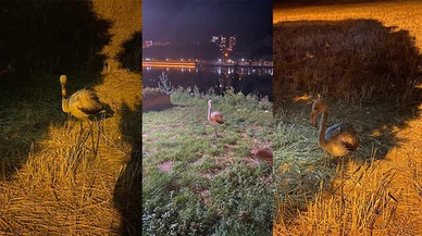 Flamingo, göç yolunu şaşırıp Elbistan'a geldi