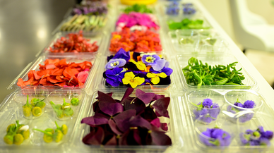 Gastronomi sektöründe yenilebilir çiçeklerin popülerliği arttı