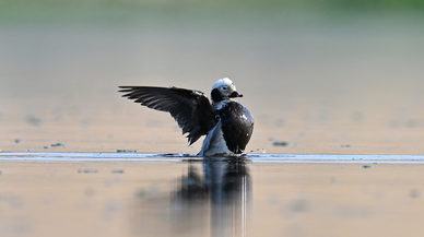 İlk defa görülen telkuyruk kuşu, gözlemcileri kente çekti