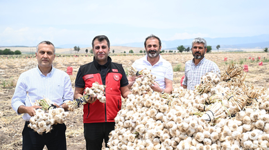Kahramanmaraş’ın verimli topraklarında sarımsak hasadı başladı