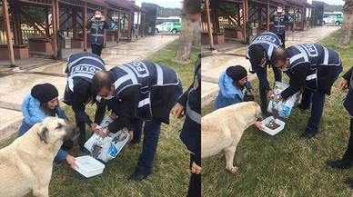 Kahramanmaraş'ta polis ekipleri sokak hayvanlarını unutmadı