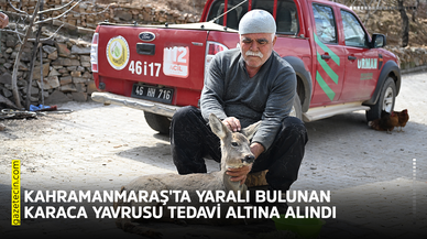 Kahramanmaraş'ta yaralı bulunan karaca yavrusu tedavi altına alındı
