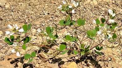 Kahramanmaraş’ta yeni bir bitki türü keşfedildi