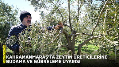 Kahramanmaraş'ta zeytin üreticilerine budama ve gübreleme uyarısı