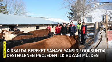 Kırsalda bereket sahaya yansıdı! Göksun’da desteklenen projeden ilk buzağı müjdesi
