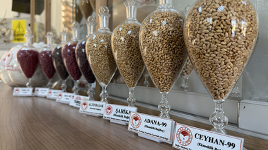 Pamuk, arpa ve buğday tohumları 13 ülkeye ihraç ediliyor