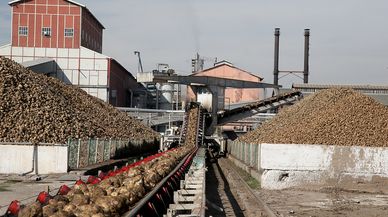 Pancar çiftçisine 188 milyon liralık söküm avansı verildi